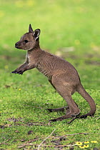 Western Grey Kangaroo (Macropus fuliginosus) joey, Mount Lofty, South Australia, Australia