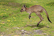 Western Grey Kangaroo (Macropus fuliginosus) joey jumping, Mount Lofty, South Australia, Australia