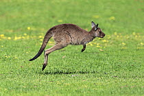 Western Grey Kangaroo (Macropus fuliginosus) joey jumping, Mount Lofty, South Australia, Australia