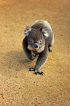 Koala (Phascolarctos cinereus), Parndana, Kangaroo Island, South Australia, Australia