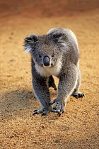 Koala (Phascolarctos cinereus), Parndana, Kangaroo Island, South Australia, Australia