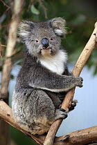 Koala (Phascolarctos cinereus) in tree, Parndana, Kangaroo Island, South Australia, Australia