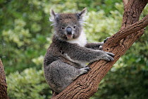 Koala (Phascolarctos cinereus) in tree, Parndana, Kangaroo Island, South Australia, Australia