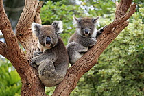 Koala (Phascolarctos cinereus) mother with joey in tree, Parndana, Kangaroo Island, South Australia, Australia