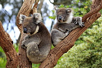 Koala (Phascolarctos cinereus) mother with joey in tree, Parndana, Kangaroo Island, South Australia, Australia