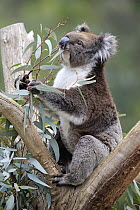 Koala (Phascolarctos cinereus) feeding on eucalyptus leaves in tree, Parndana, Kangaroo Island, South Australia, Australia
