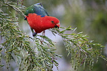 Australian King Parrot (Alisterus scapularis), Long Beach, New South Wales, Australia