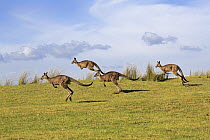 Eastern Grey Kangaroo (Macropus giganteus) group jumping, Maloney Beach, New South Wales, Australia
