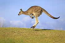 Eastern Grey Kangaroo (Macropus giganteus) mother with joey jumping, Maloney Beach, New South Wales, Australia