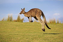Eastern Grey Kangaroo (Macropus giganteus) male jumping, Maloney Beach, New South Wales, Australia