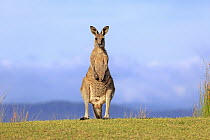 Eastern Grey Kangaroo (Macropus giganteus) male, Maloney Beach, New South Wales, Australia