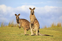 Eastern Grey Kangaroo (Macropus giganteus) pair, Maloney Beach, New South Wales, Australia