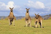 Eastern Grey Kangaroo (Macropus giganteus) group, Maloney Beach, New South Wales, Australia