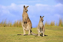 Eastern Grey Kangaroo (Macropus giganteus) mother with joey, Maloney Beach, New South Wales, Australia