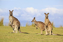 Eastern Grey Kangaroo (Macropus giganteus) group including mother with joey, Maloney Beach, New South Wales, Australia