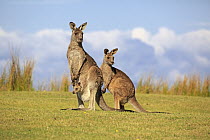 Eastern Grey Kangaroo (Macropus giganteus) mother with joey and juvenile, Maloney Beach, New South Wales, Australia
