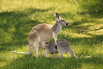 Red Kangaroo (Macropus rufus) mother nursing joey, Cudlee Creek Conservation Park, South Australia, Australia