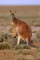 Red Kangaroo (Macropus rufus) male, Sturt National Park, New South Wales, Australia