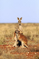 Red Kangaroo (Macropus rufus) males, Sturt National Park, New South Wales, Australia