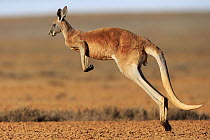 Red Kangaroo (Macropus rufus) jumping, Sturt National Park, New South Wales, Australia