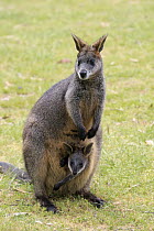 Swamp Wallaby (Wallabia bicolor) mother with joey, Mount Lofty, South Australia, Australia