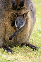 Swamp Wallaby (Wallabia bicolor) mother and joey, Mount Lofty, South Australia, Australia