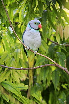 Malabar Parakeet (Psittacula columboides), Mount Lofty, South Australia, Australia