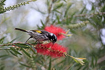 New Holland Honeyeater (Phylidonyris novaehollandiae) feeding on flower nectar, Parndana, Kangaroo Island, South Australia, Australia