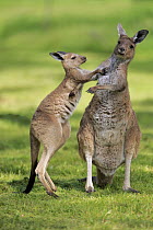 Western Grey Kangaroo (Macropus fuliginosus) mother and juvenile playing, Mount Lofty, South Australia, Australia