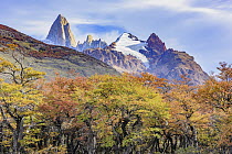 Forest in autumn near mountains, Mount Fitz Roy, Patagonia, Chile