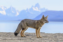Pampas Fox (Lycalopex gymnocercus), Patagonia, Argentina