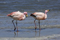 Puna Flamingo (Phoenicopterus jamesi) pair, Canapa Lake, Bolivia