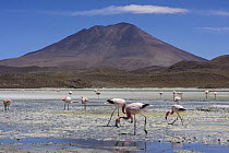 Andean Flamingo (Phoenicopterus andinus) flock foraging, Laguna Hedionda, Bolivia