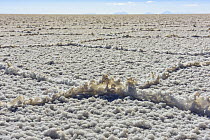 Dried salt, Salt flat, Salar de Uyuni, Bolivia