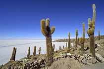 Cactus (Echinopsis atacamensis) group and salt flat, Salar de Uyuni, Bolivia