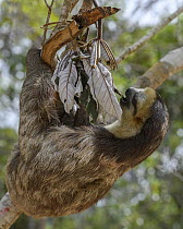 Pale-throated Three-toed Sloth (Bradypus tridactylus) feeding on leaves, Rio Negro, Amazon, Brazil