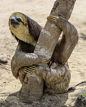 Pale-throated Three-toed Sloth (Bradypus tridactylus), Rio Negro, Amazon, Brazil