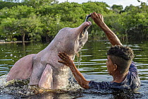 Amazon River Dolphin (Inia geoffrensis) being fed by villager, Rio Negro, Amazon, Brazil
