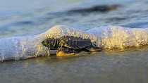 Atlantic Ridley Sea Turtle (Lepidochelys kempii) hatchling entering ocean, Trinidad and Tobago, Caribbean