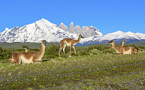 Guanaco (Lama guanicoe) herd and mountains, Torres del Paine, Torres del Paine National Park, Patagonia, Chile