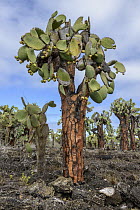 Opuntia (Opuntia echios) cacti, Santa Cruz Island, Galapagos Islands, Ecuador