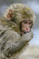 Japanese Macaque (Macaca fuscata) wet juvenile feeding, Jigokudani, Nagano, Japan