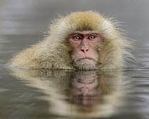 Japanese Macaque (Macaca fuscata) in hot spring, Jigokudani, Nagano, Japan