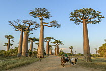Grandidier's Baobab (Adansonia grandidieri) trees along road used by locals, Avenue of the Baobabs, Madagascar