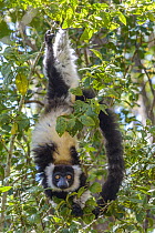 Black And White Ruffed Lemur (Varecia variegata variegata) hanging in tree, Andasibe-Mantadia National Park, Madagascar