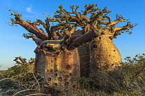 Baobab (Adansonia madagascariensis) trees, Madagascar