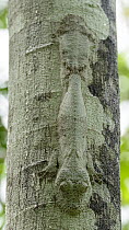 Common Flat-tail Gecko (Uroplatus fimbriatus) camouflaged on tree, Lokobe Nature Special Reserve, Nosy Be, Madagascar
