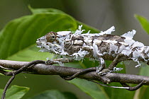 Panther Chameleon (Chamaeleo pardalis) molting juvenile, Lokobe Nature Special Reserve, Nosy Be, Madagascar