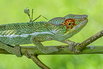 Panther Chameleon (Chamaeleo pardalis), Lokobe Nature Special Reserve, Nosy Be, Madagascar