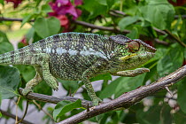 Panther Chameleon (Chamaeleo pardalis), Lokobe Nature Special Reserve, Nosy Be, Madagascar